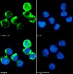 4-1BB/TNFRSF9/CD137 Rabbit anti-Human, Clone: 4B4-1-1, Novus Biologicals:Antibodies:Primary
